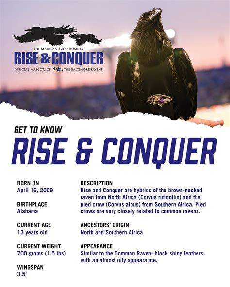 baltimore ravens rise and conquer